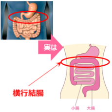 胃が上、大腸は下…常識のウソ