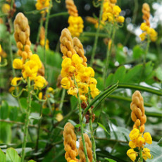 キャンドルブッシュ…容量に気を付けて！