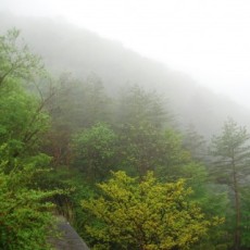 木を診て森も診る