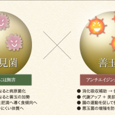 善玉菌と日和見菌を腸活で味方に！